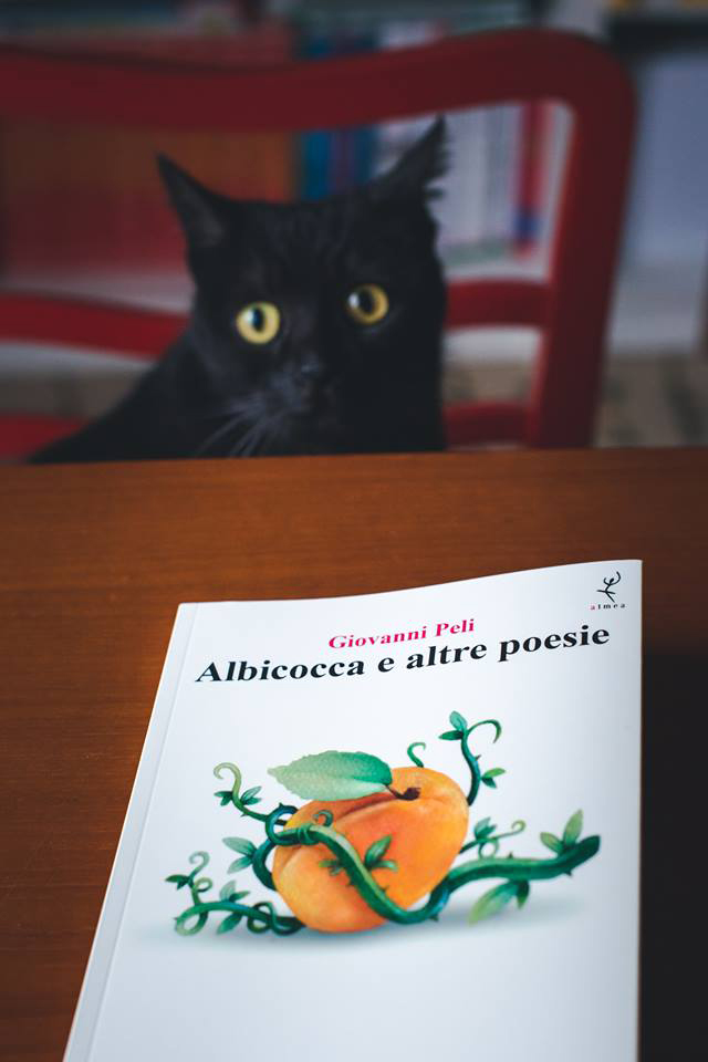 albicocca-foto03